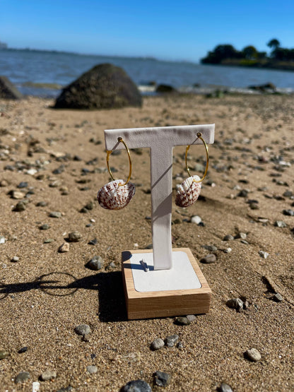 Stripped scallop seashell gold hoops