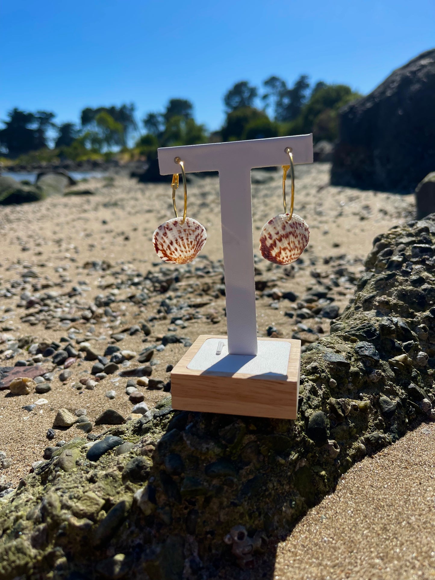 Stripped scallop seashell gold hoops